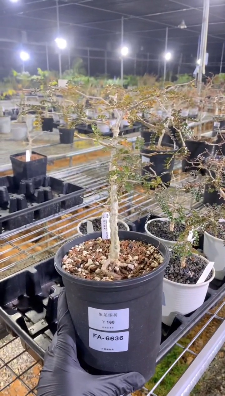 【闪购商品】象足漆树FA-6636