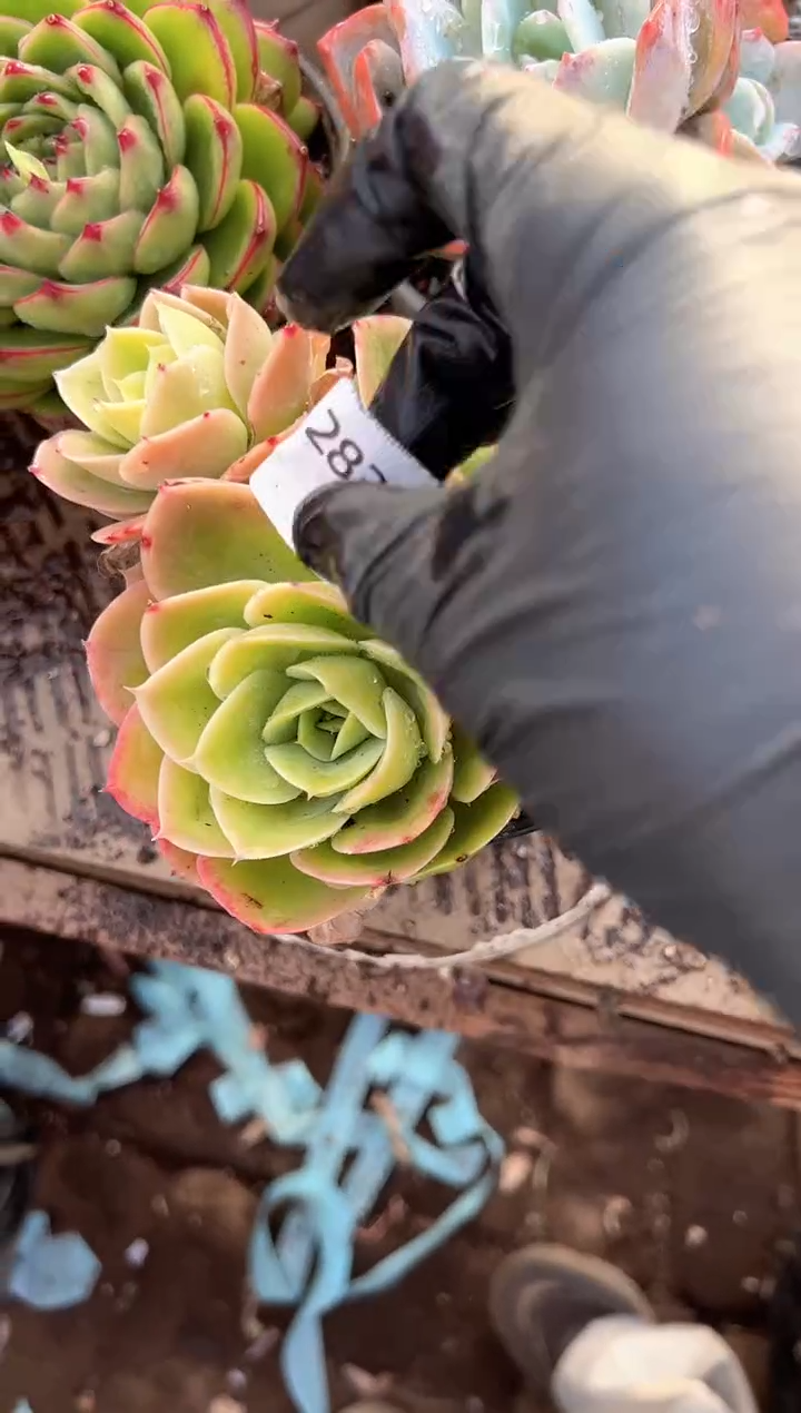 ?****?多肉植物一物一拍28398