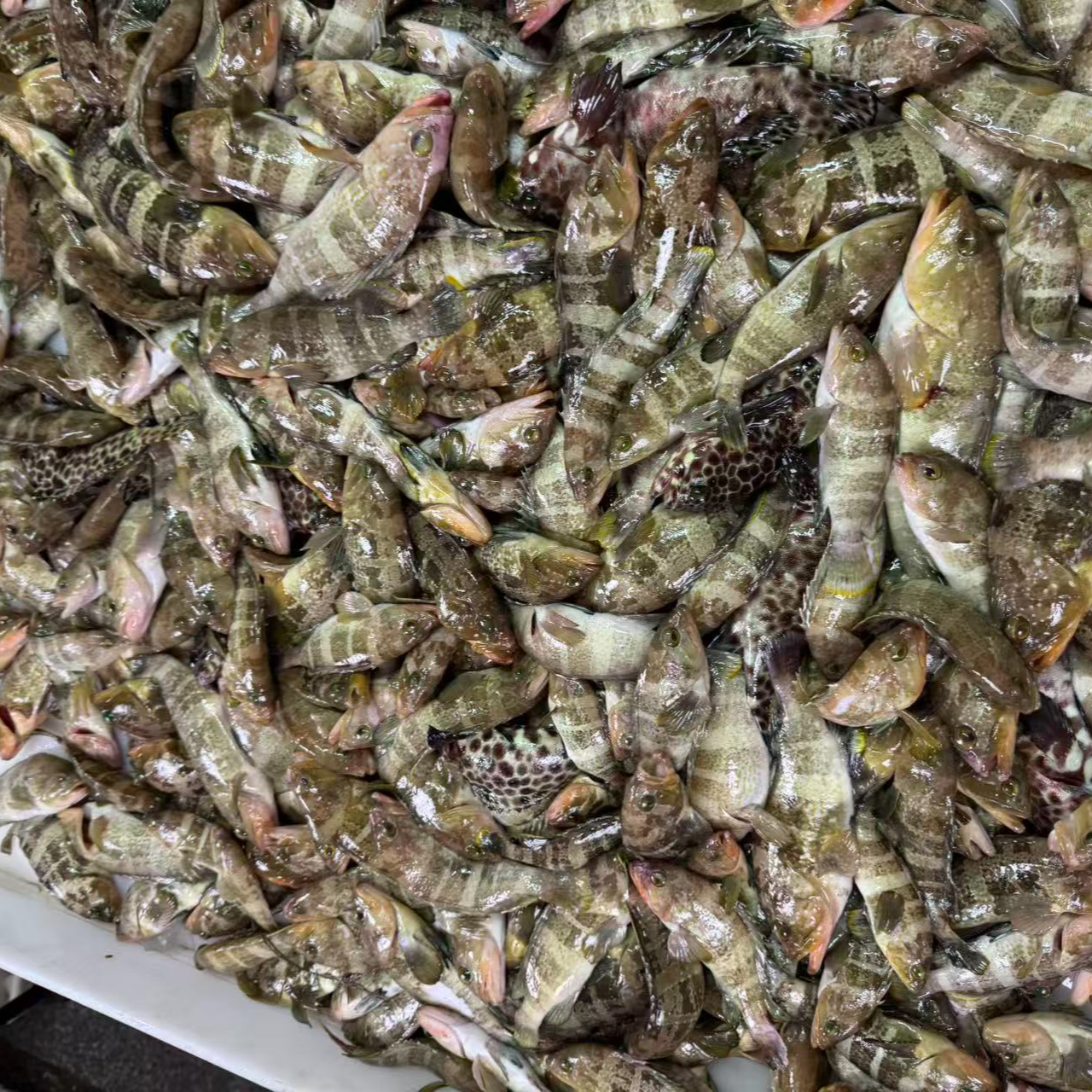 【魏来海鲜】野生石斑鱼