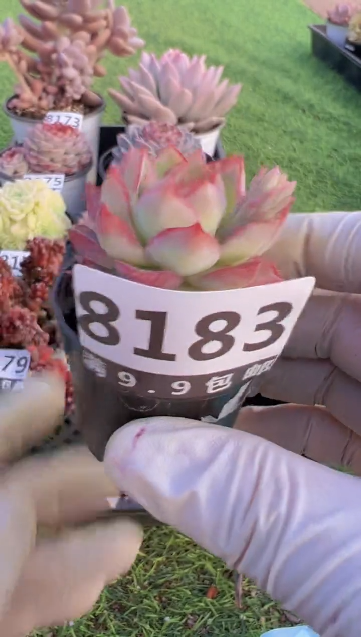 【闪购商品】信福多肉一物一拍