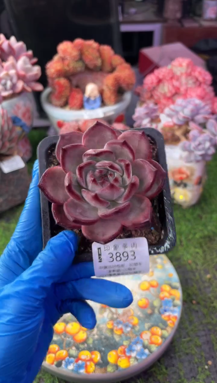 昆明印象多肉3893