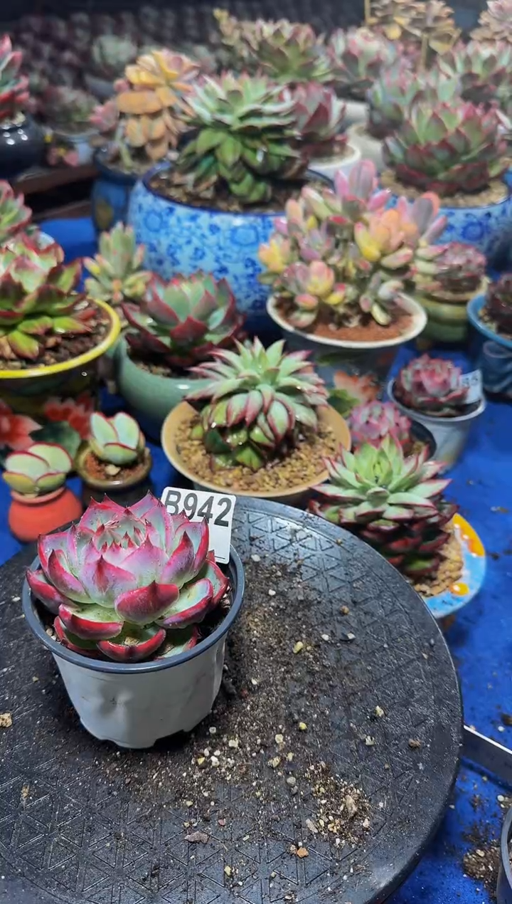 B942惊鸿仙子-----