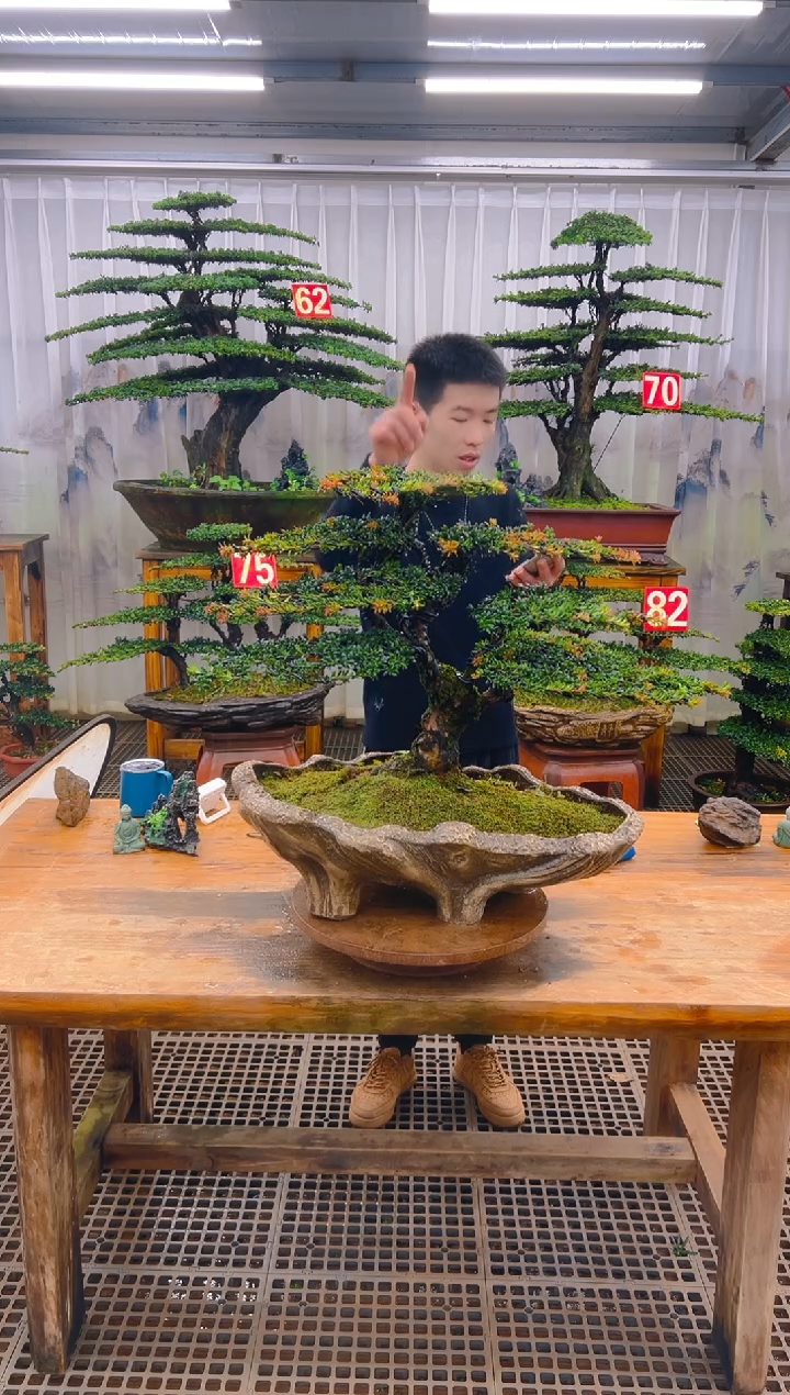 无花朵欧***浴精品盆景直播间一物一拍