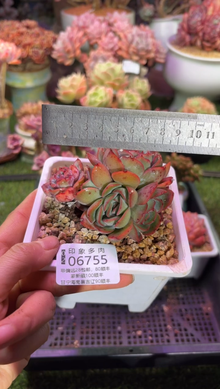 【闪购商品】06755