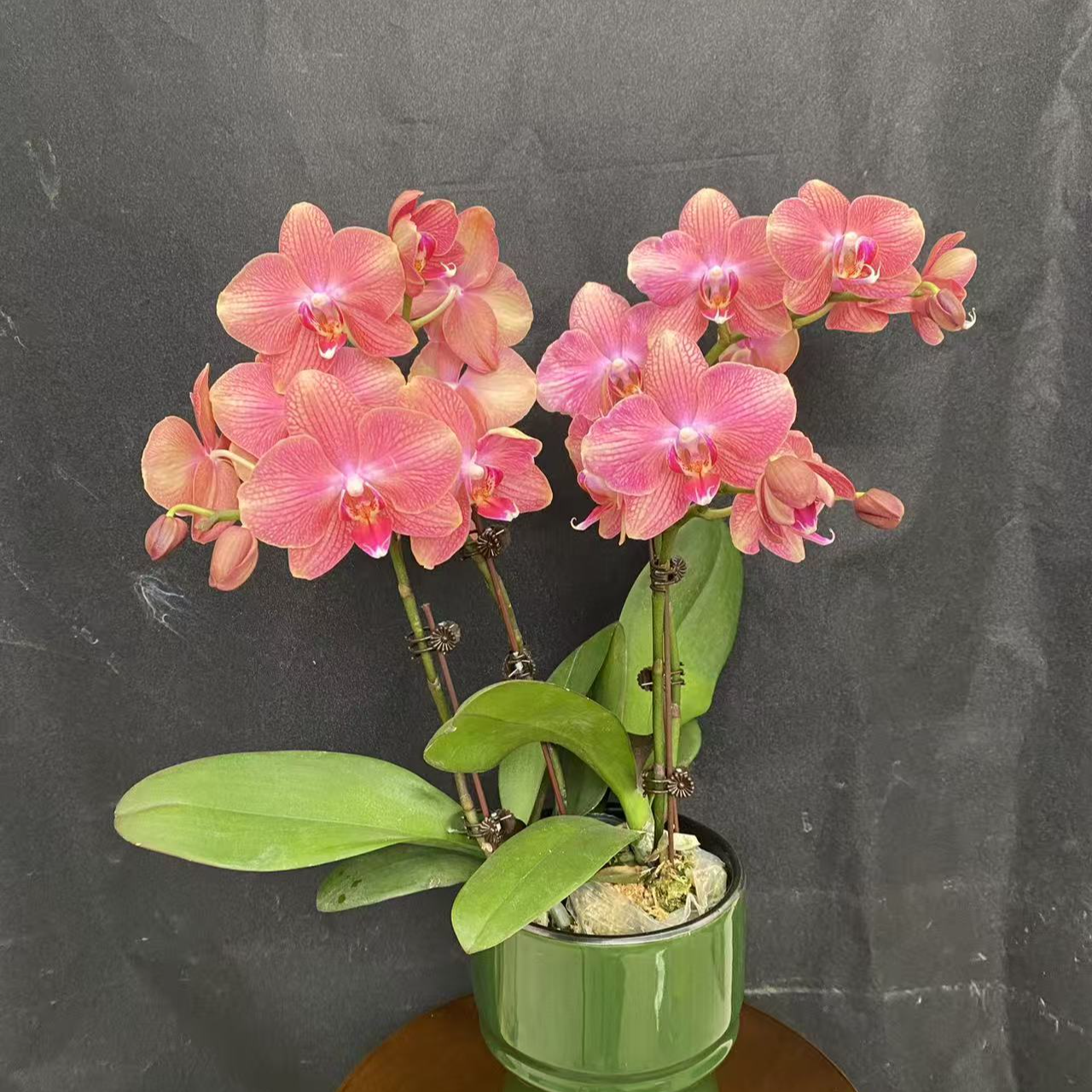 【彩月】带花带花苞含盆发货4支花剑 蜡质花渐变色 精品蝴蝶兰