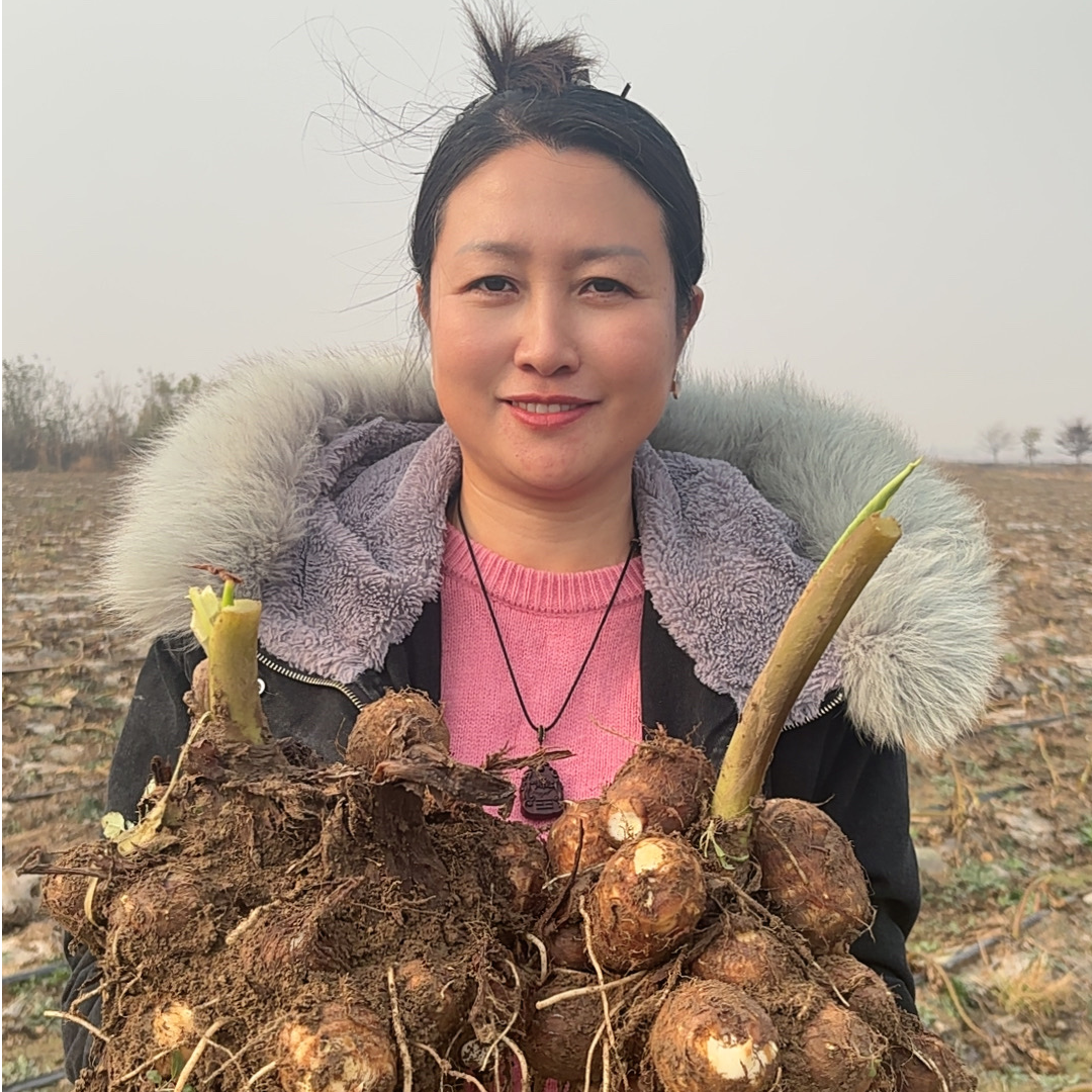 即墨本地沙岭地芋头 村干部助农 产地直发