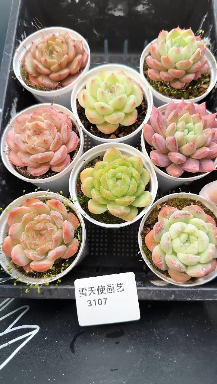 3 107   多肉 8  颗