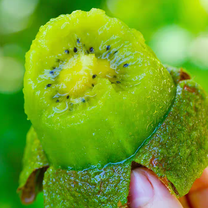 眉县徐香猕猴桃陕西周至绿心奇异果新鲜水果软糯香甜wb