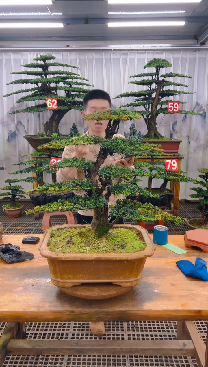 无花朵姚*精品盆景直播间一物一拍