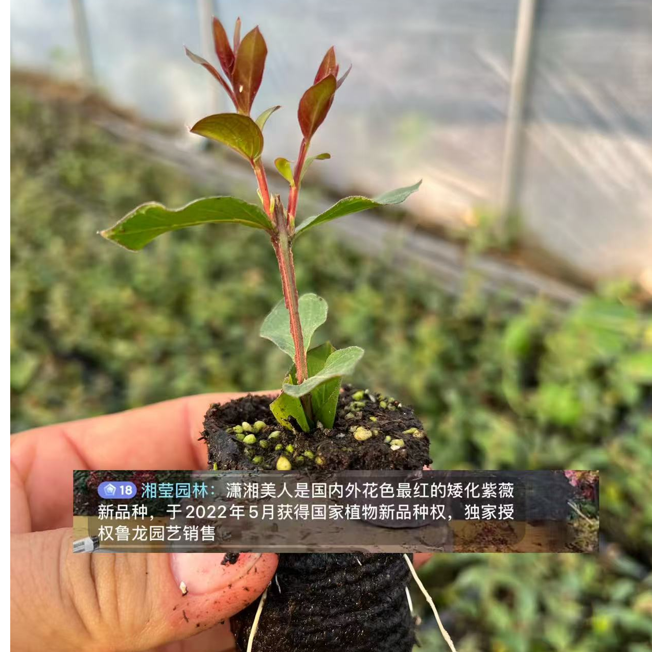 【美人小苗】国内外新品种潇湘美人紫薇花【授权鲁龙园艺独家销售】