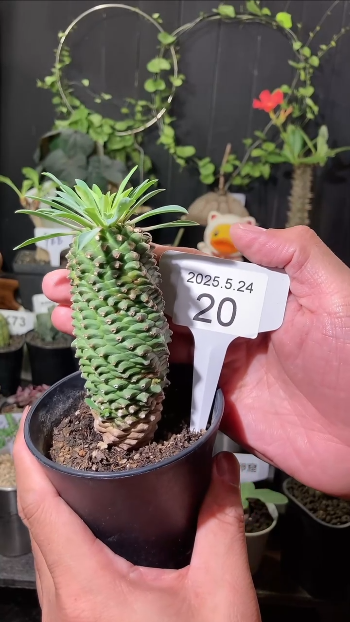20号5.24..铁甲麒麟