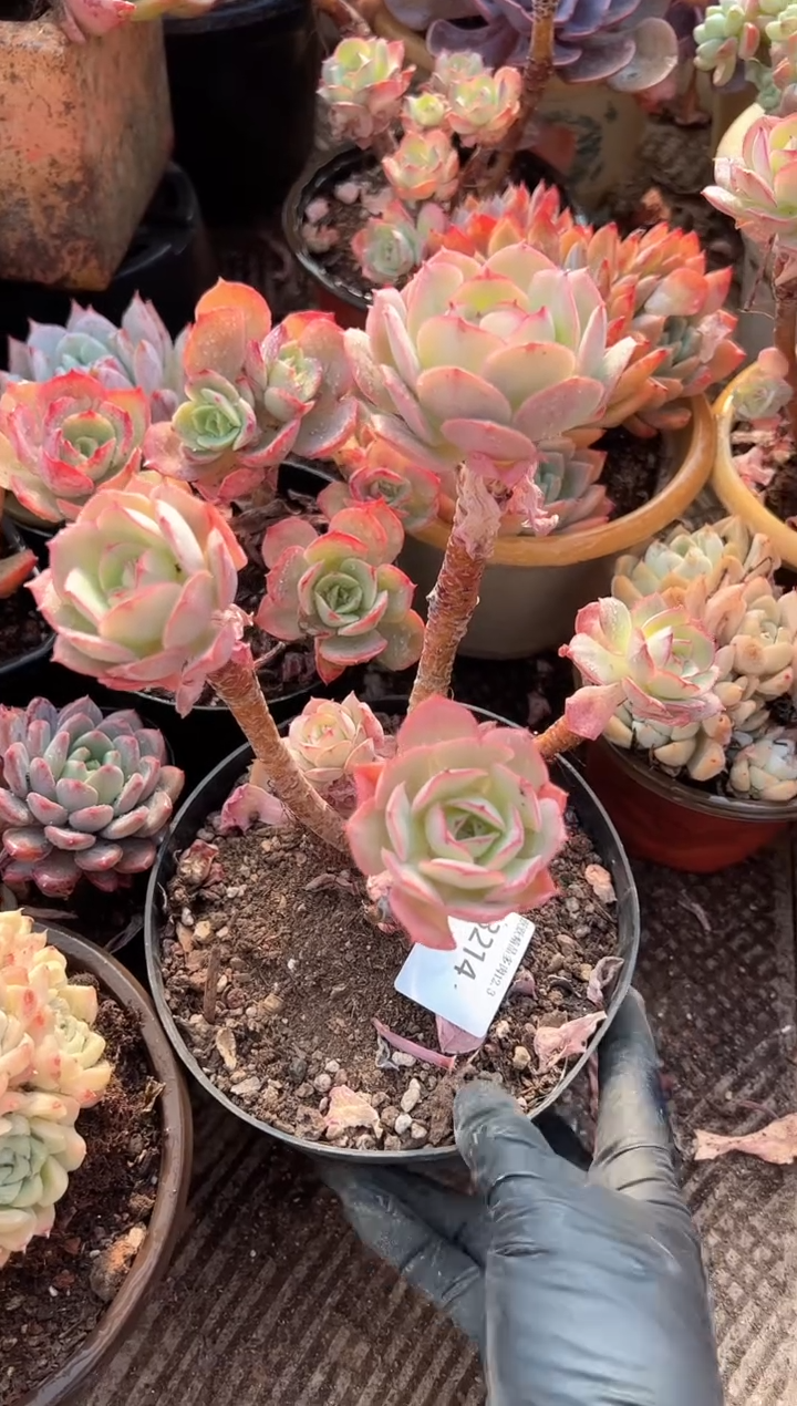 果*多肉植物一物一拍03214