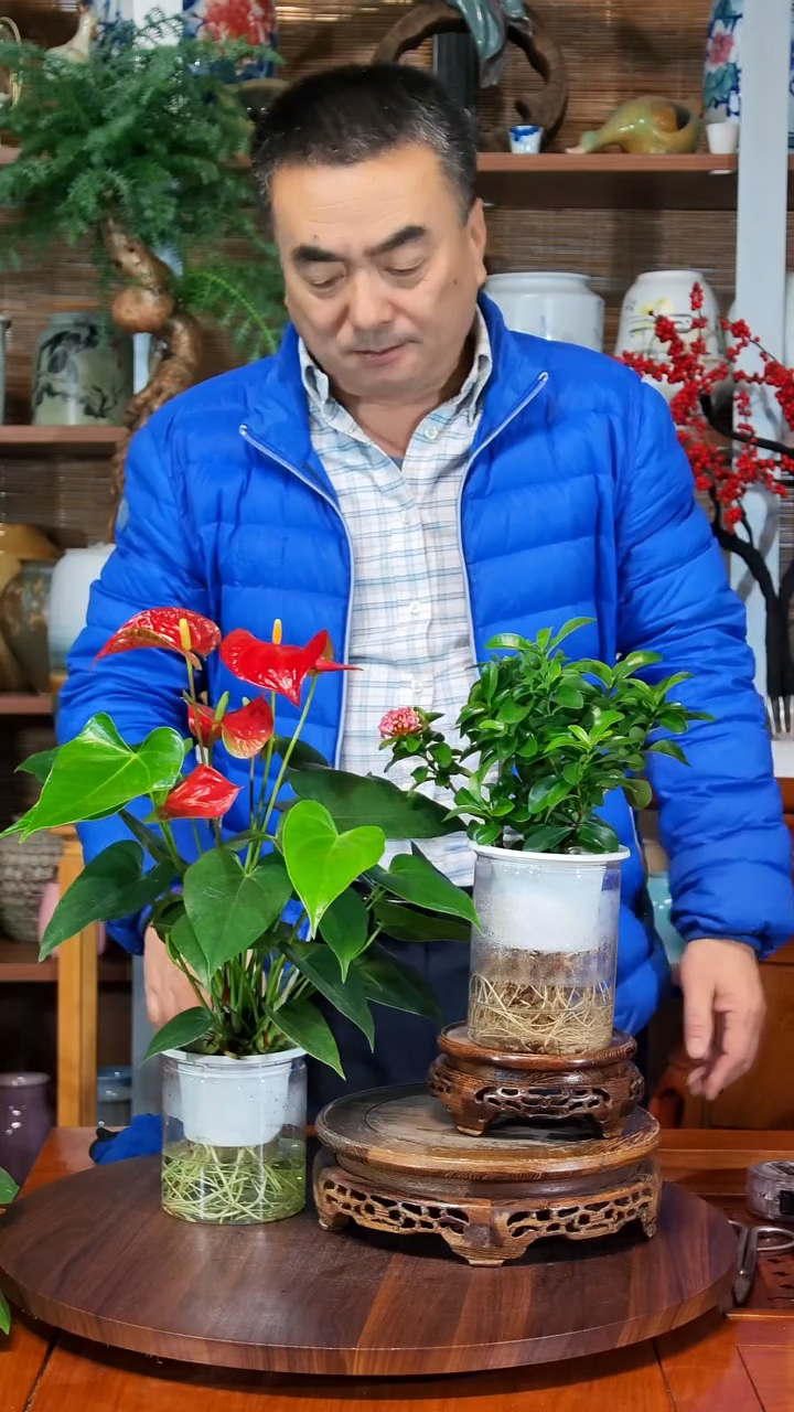 无花朵摆*水之韵水培红掌龙船花