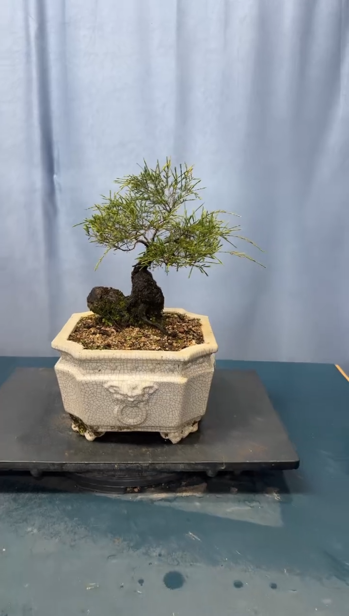 【闪购商品】盆景岗松