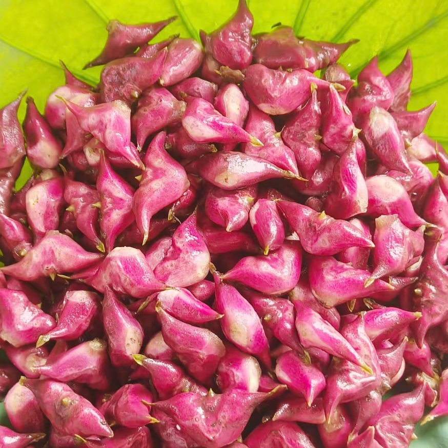 【嫩菱角】特产红青菱角嫩菱角脆嫩清甜2/3/5斤顺丰包邮江苏省