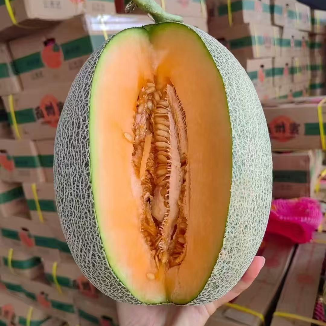 【来此购专属】沙地晓蜜25号脆甜哈密瓜，斤