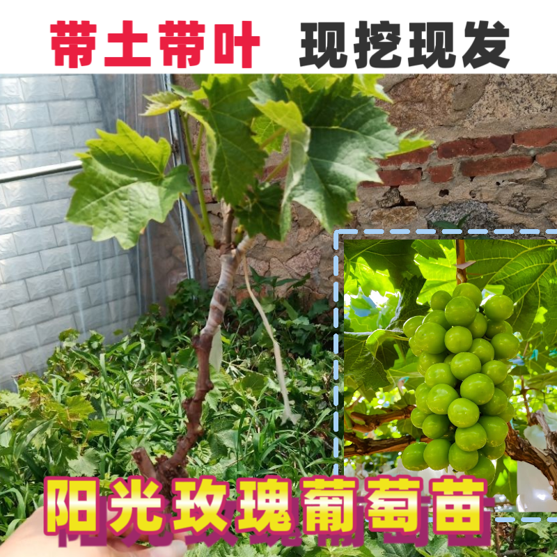 正品巨峰阳光玫瑰葡萄嫁接果树苗南北种植盆栽地栽苗圃基地直发