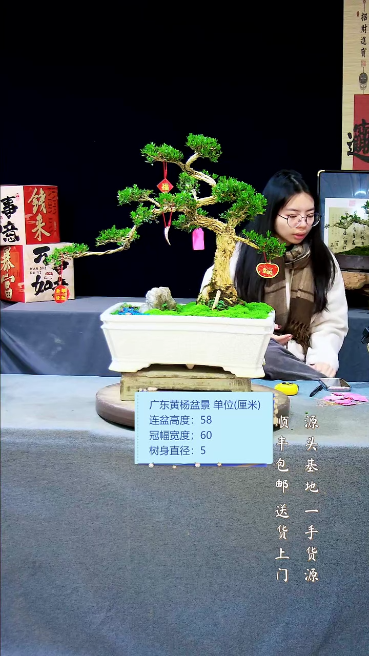 【闪购商品】黄杨盆景黄杨盆景