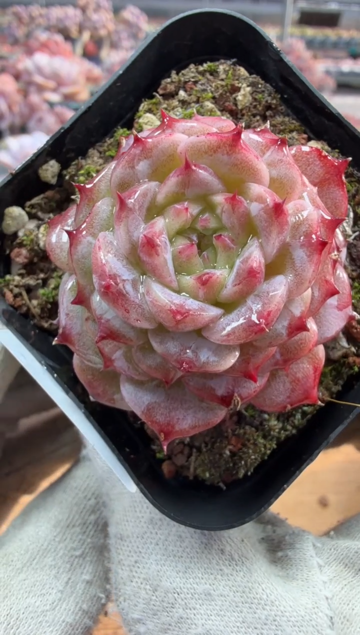 东云多肉园三店-24