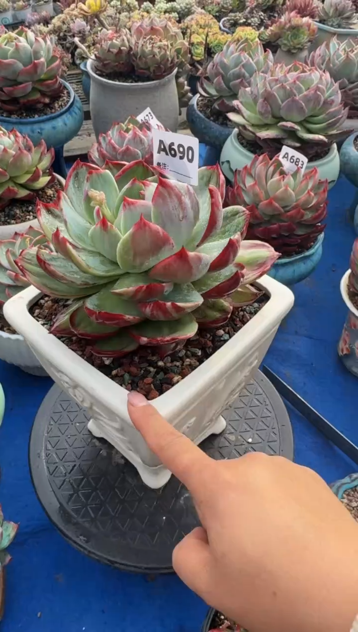 【闪购商品】A690惊鸿仙子（裸根发货）