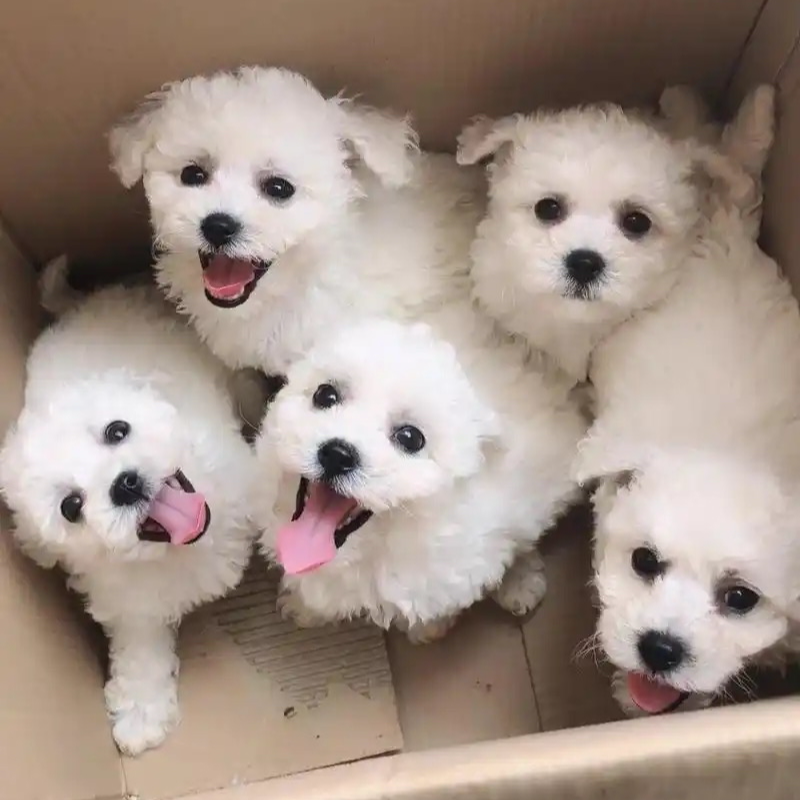 （77宠舍）T狗狗活体1