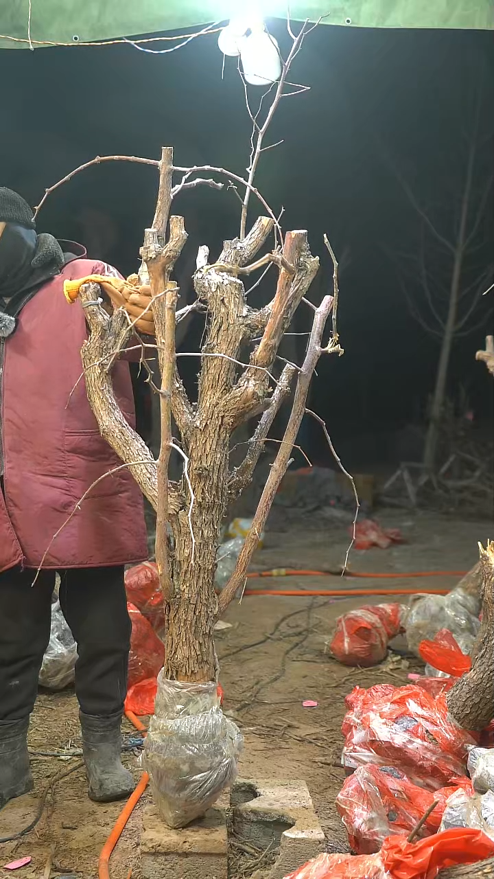 完全开放用****4枣树713