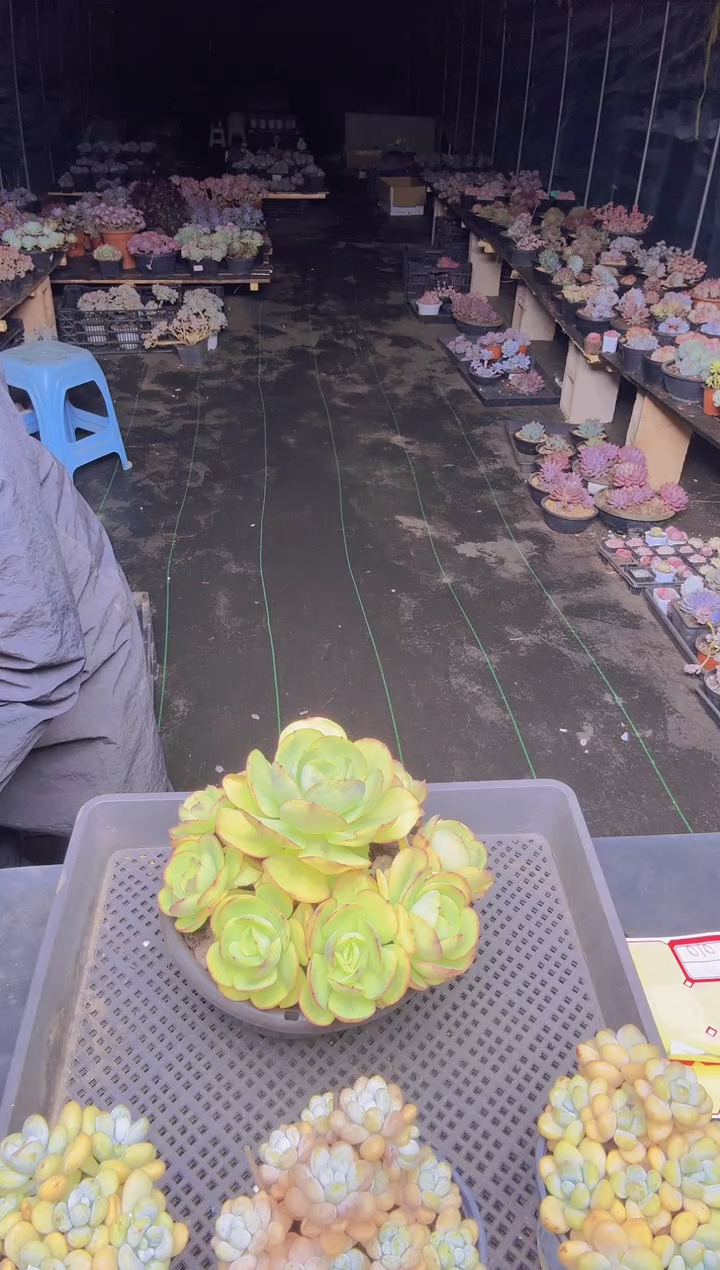 C****y010碧桃一物一拍