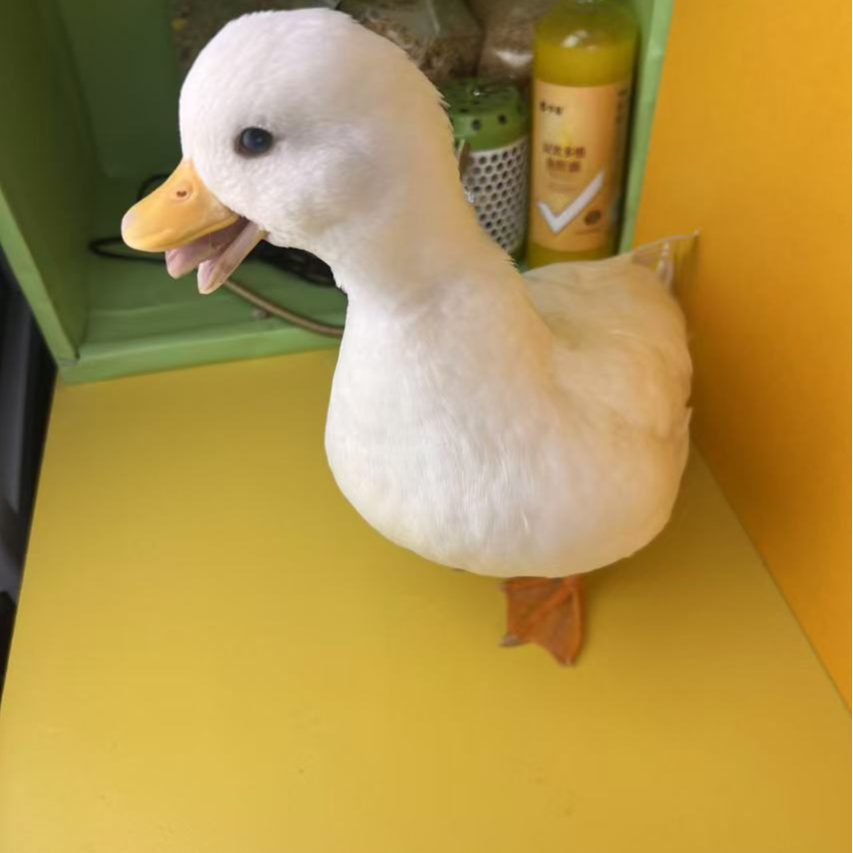 柯尔鸭可达鸭网红鸭散养走地鸭鲜美味老鸭汤