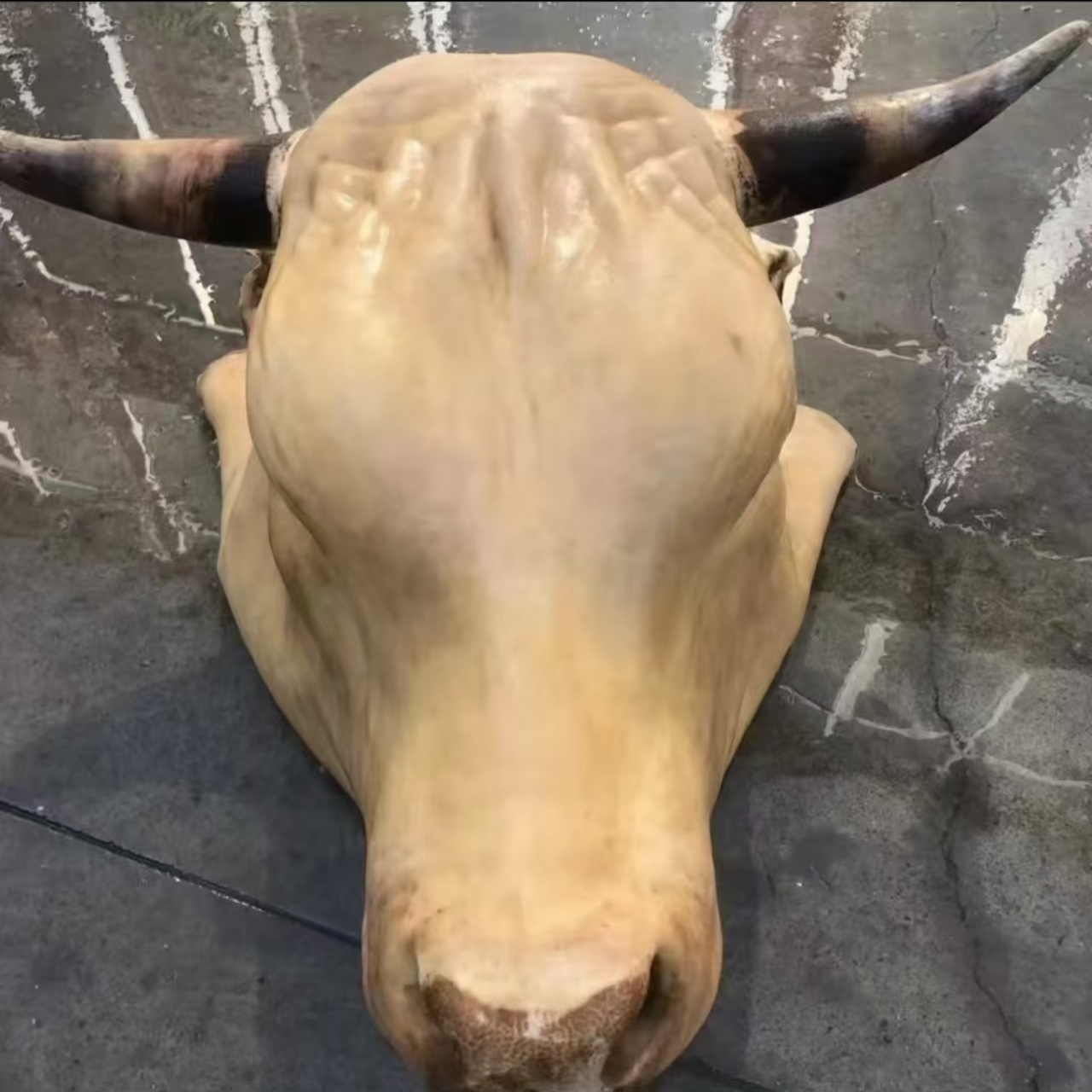 【25斤以下没有牛角】正宗南阳新鲜黄牛牛头（特殊要求及时备注）