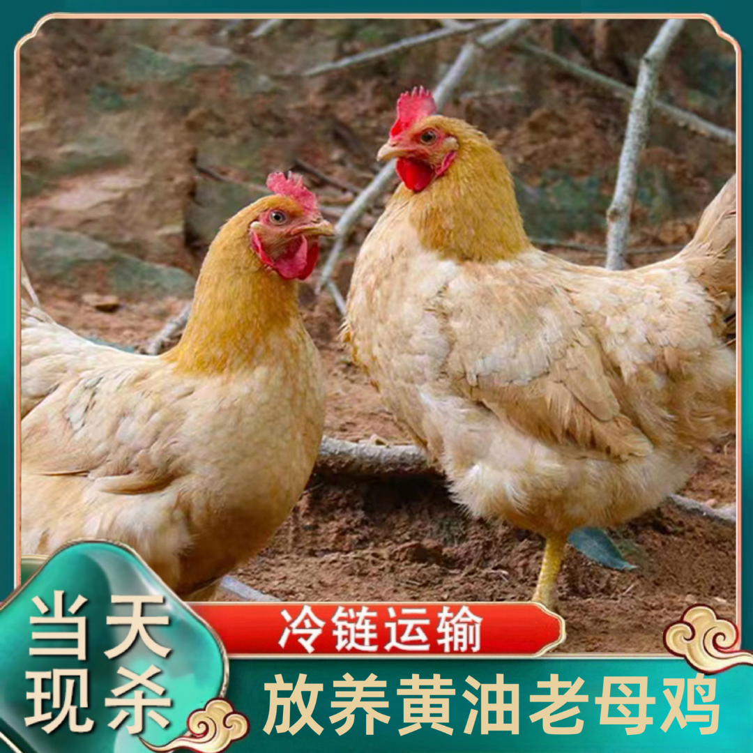  【小戴家】放养黄油老母鸡 月子鸡买三送一共4只净重11斤试吃一只