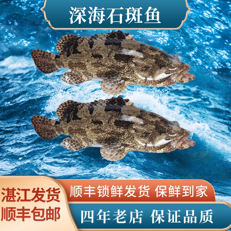 【元旦福利】两条1.8斤大龙胆石斑鱼海鲜美食水产速冻发货共约3.6斤