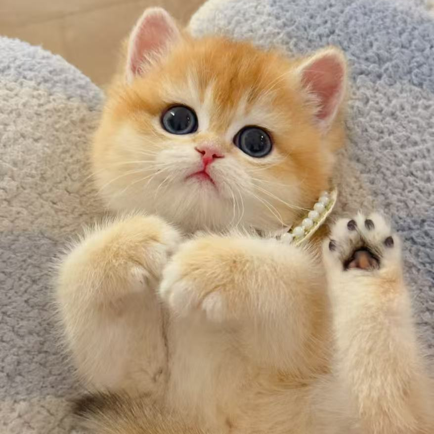 （婠婠的瞄）全款猫咪链接