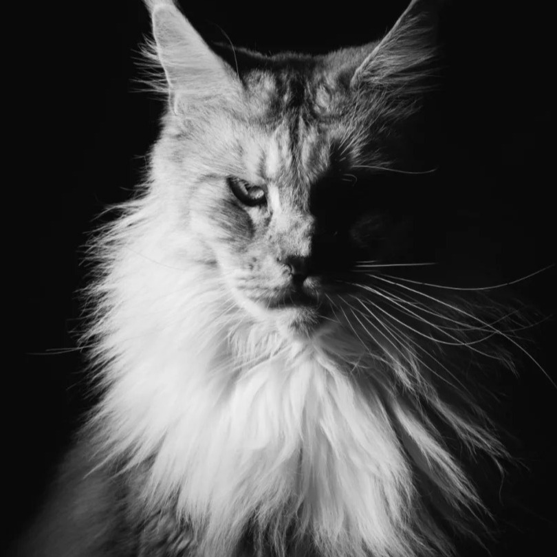 【CaeSAR缅因库恩猫】温顺聪明乖小猫缅因幼体出售