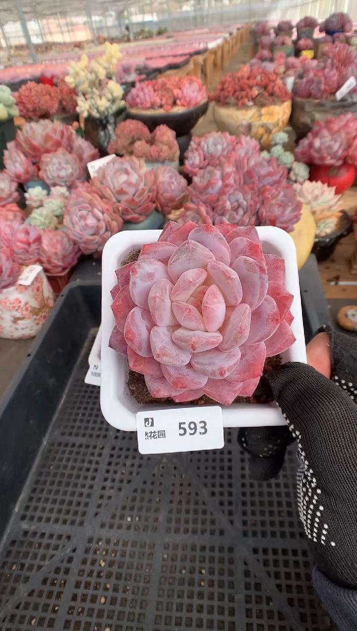 593宽橙一物一拍888