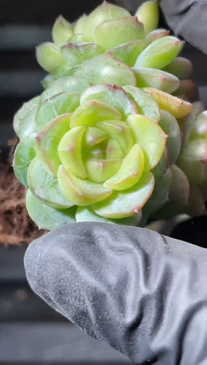 17-18 新珍妮群3-4厘米不包整散量拍发一颗