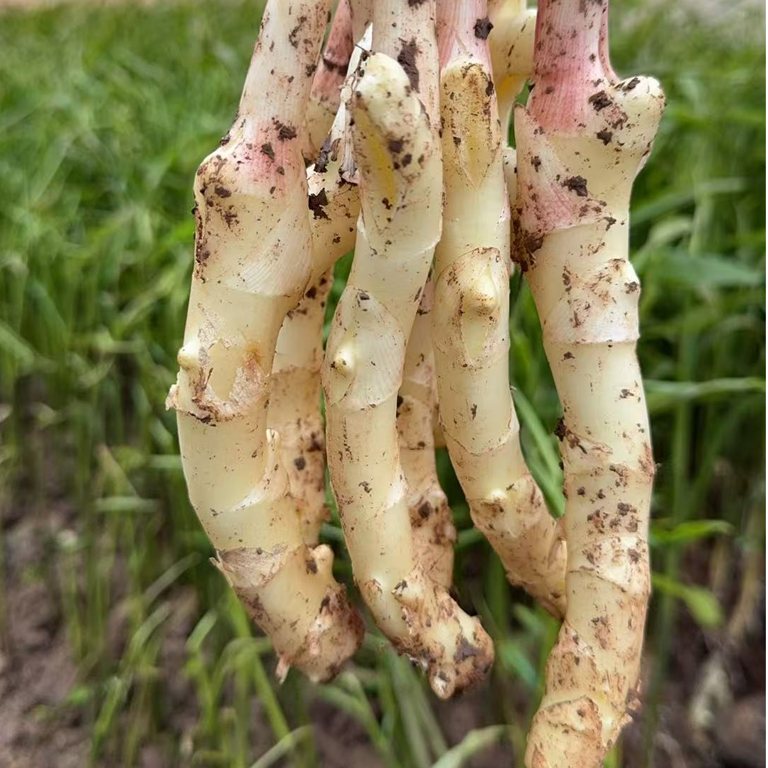 四川竹节嫩姜1斤起竹节姜
