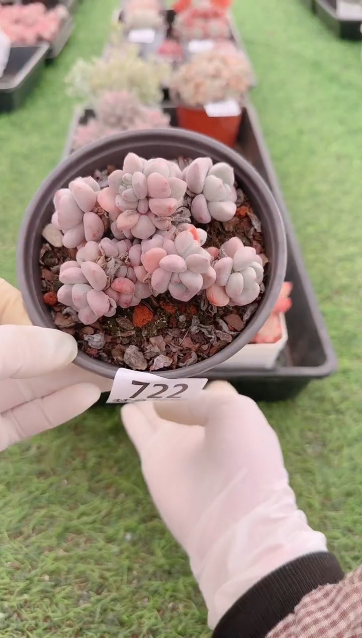 【闪购商品】梦会多肉一物一拍