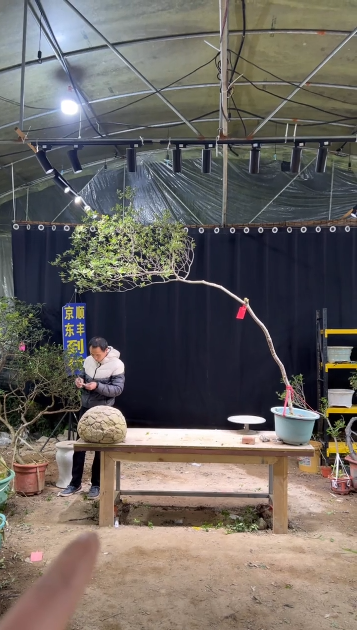 当前无花朵，栽培后可花朵宝*力 海岛栀子花