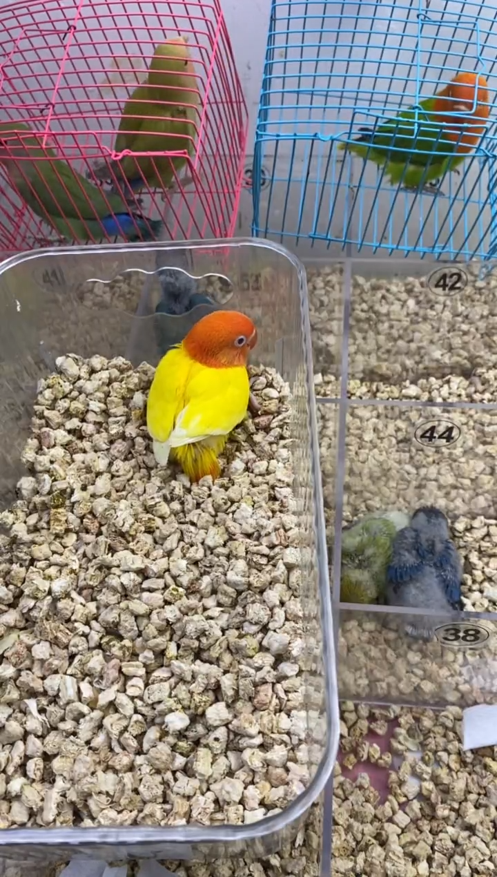 桃脸牡丹鹦鹉黄色