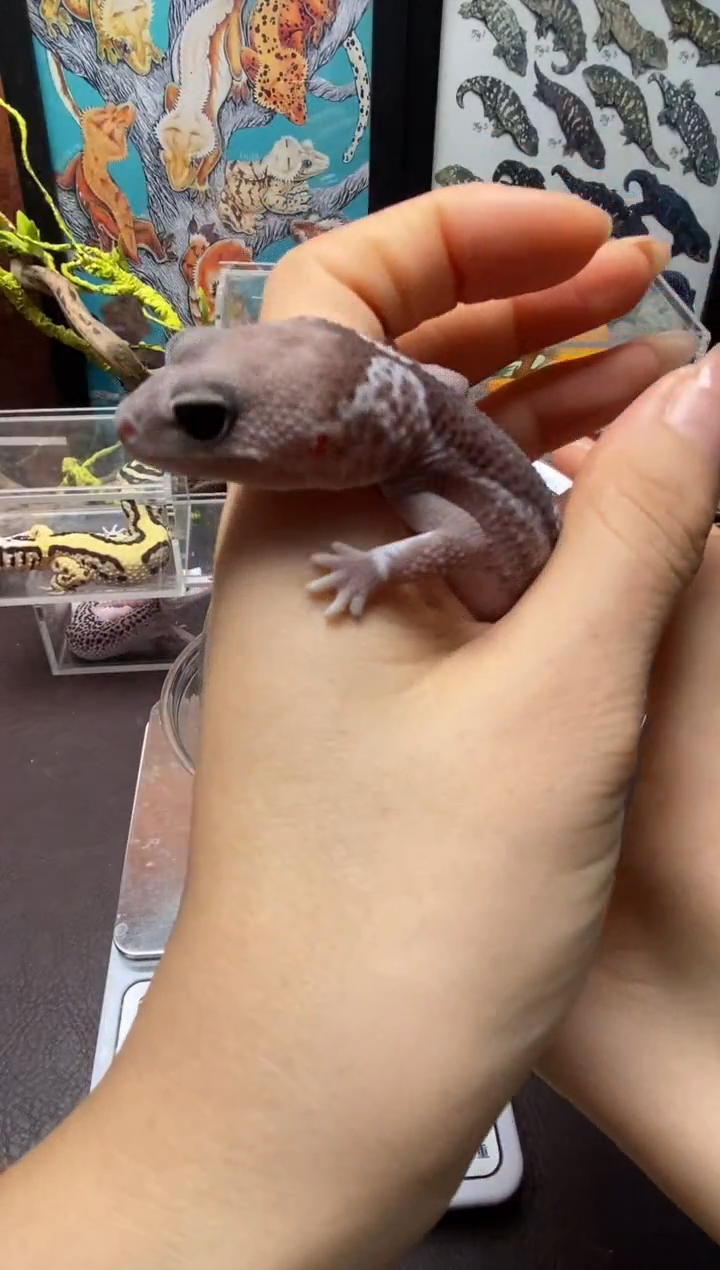 豹纹守宫鳞与尾 Scale Tail 爬宠F2