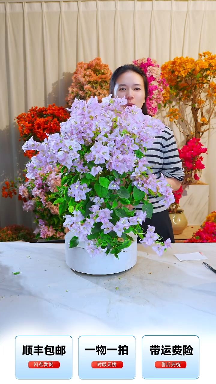 大部分开放少量花苞丽娜