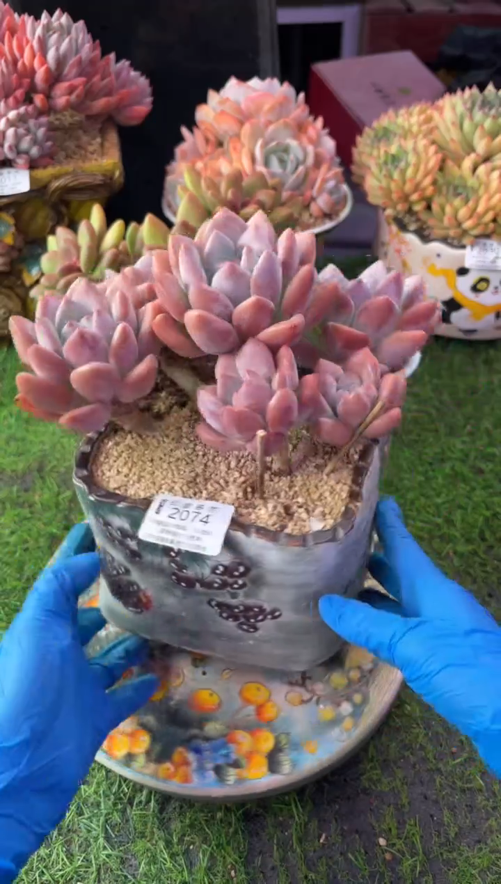 蓝*昆明印象多肉2074的盆