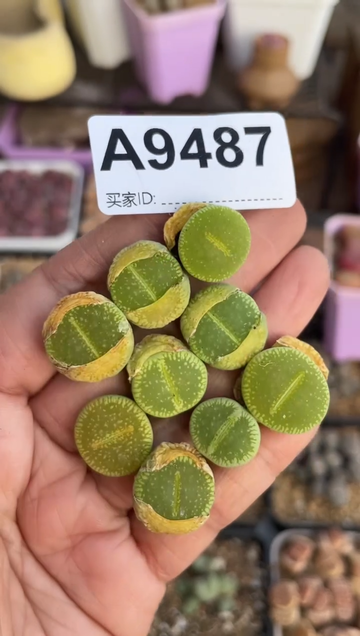 【闪购商品】9487直播一物一拍