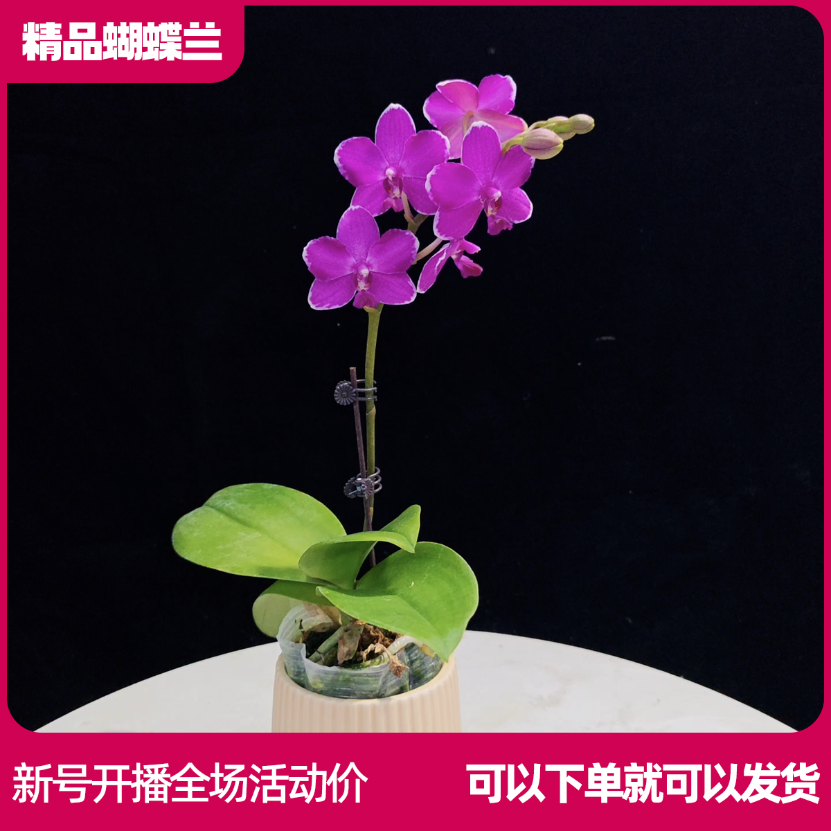 【红水晶A01】精品蝴蝶兰 任意两颗包邮 只拍一颗默认【发苗】