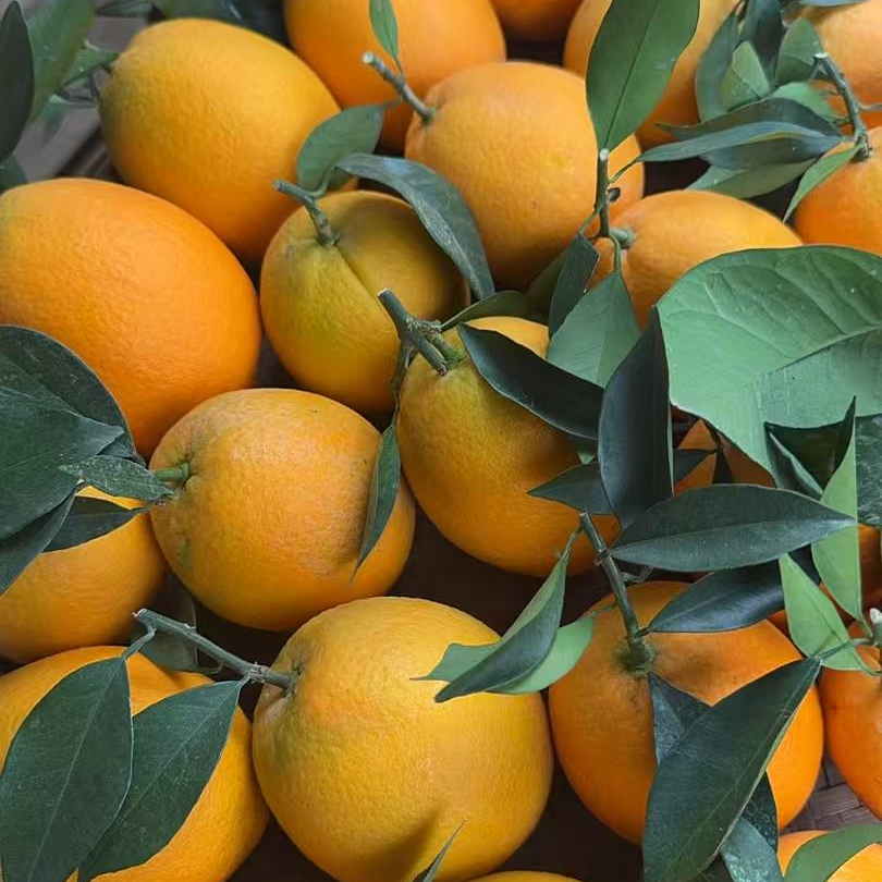 正宗赣南脐橙 皮薄肉厚多汁 现摘先发 果园直发20斤装 手掰橙