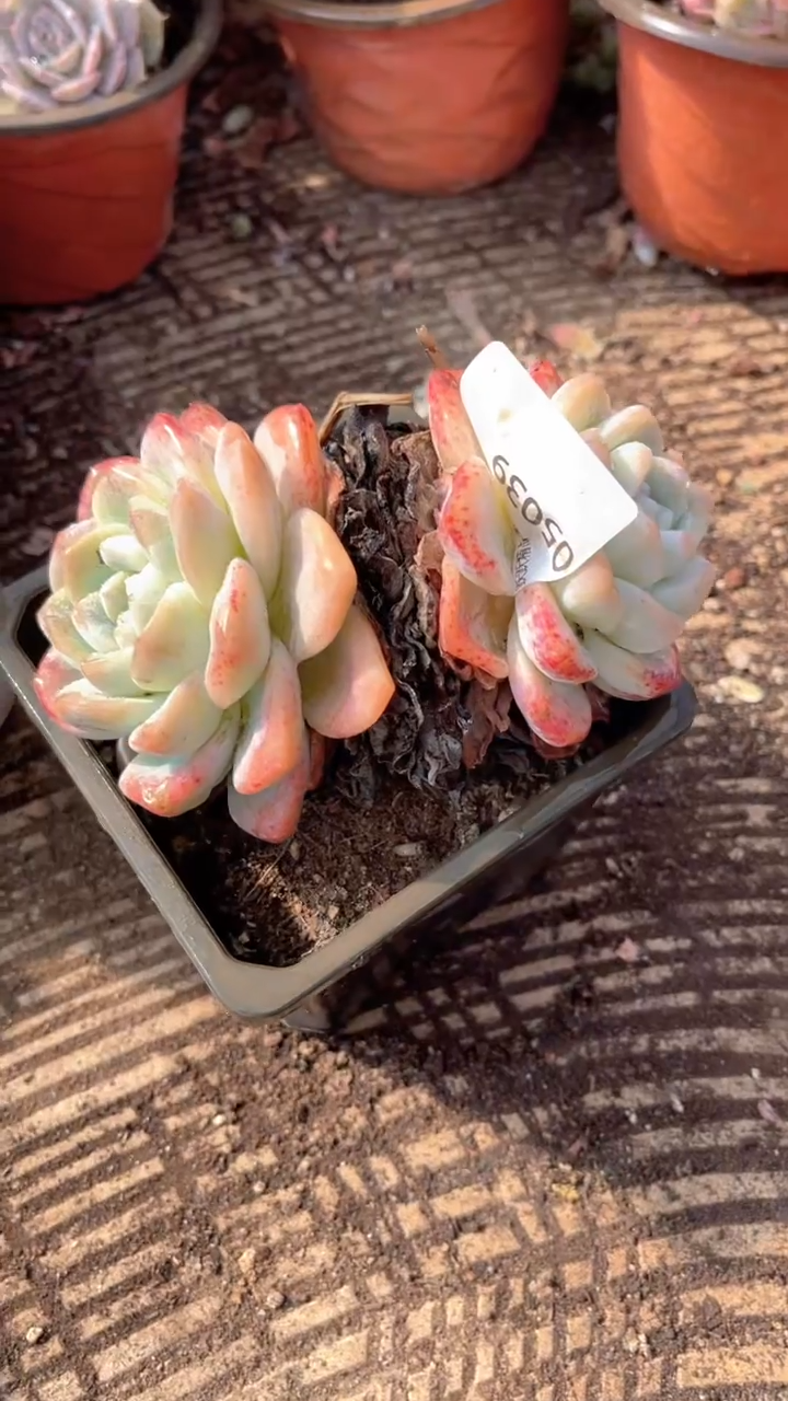 亮*跃跃精品多肉05039