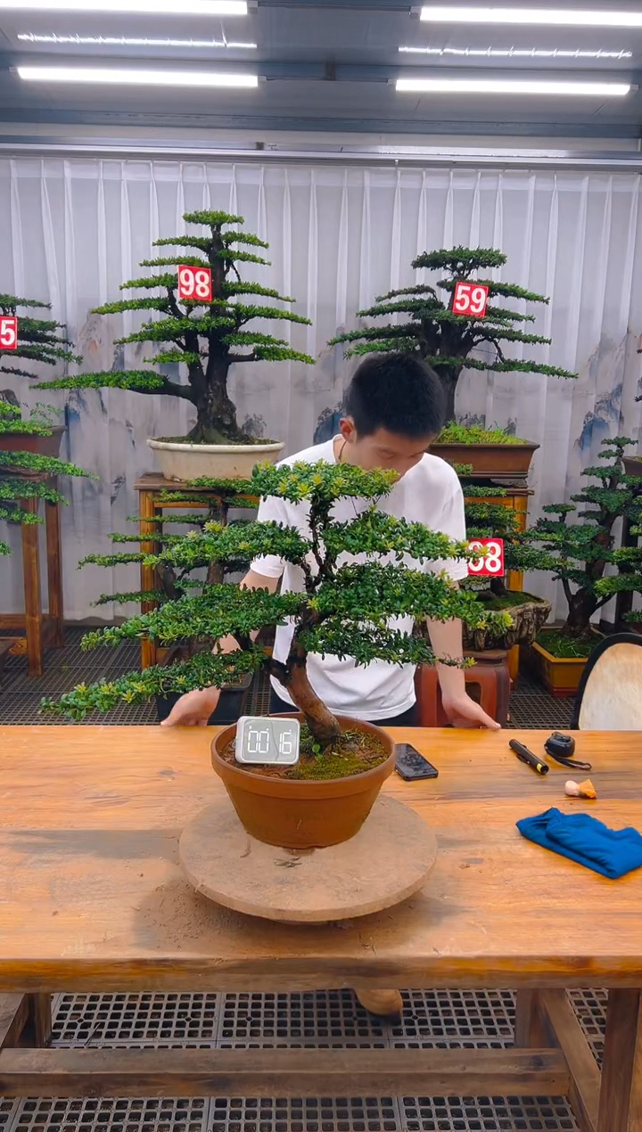 无花朵精品盆景直播间一物一拍