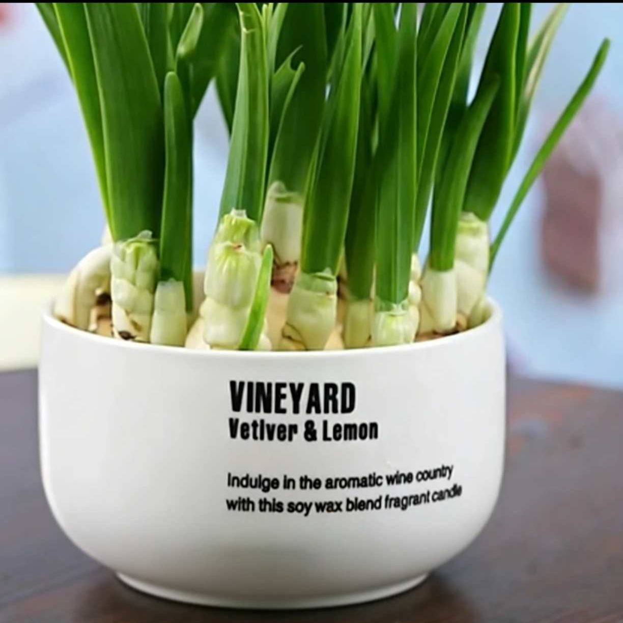 【年宵花】正宗漳州水仙花浓香型盆栽花卉办公室内客厅桌面绿植