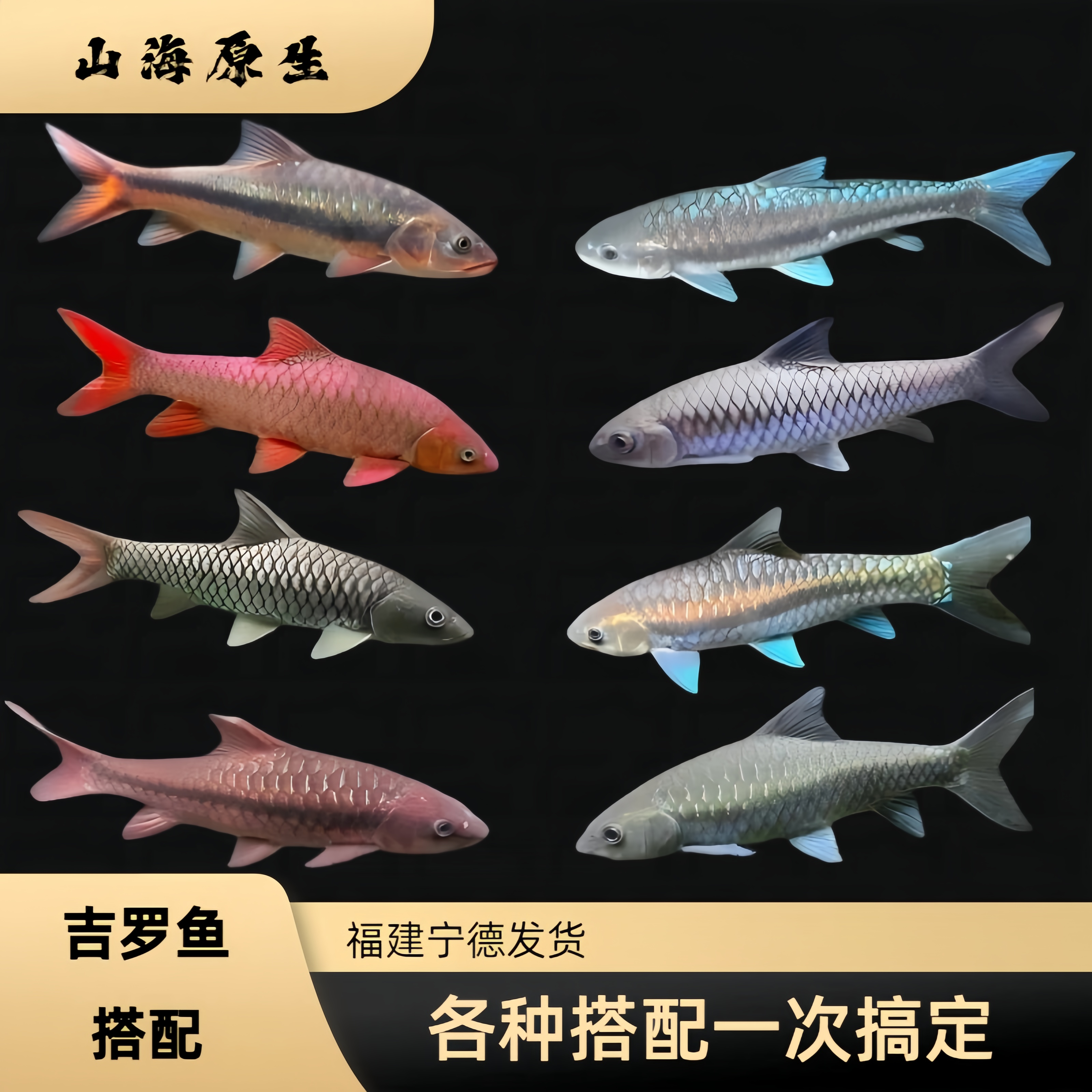 【山海原生】吉罗苗子精品蓝吉罗鱼苗原生冷水观赏鱼