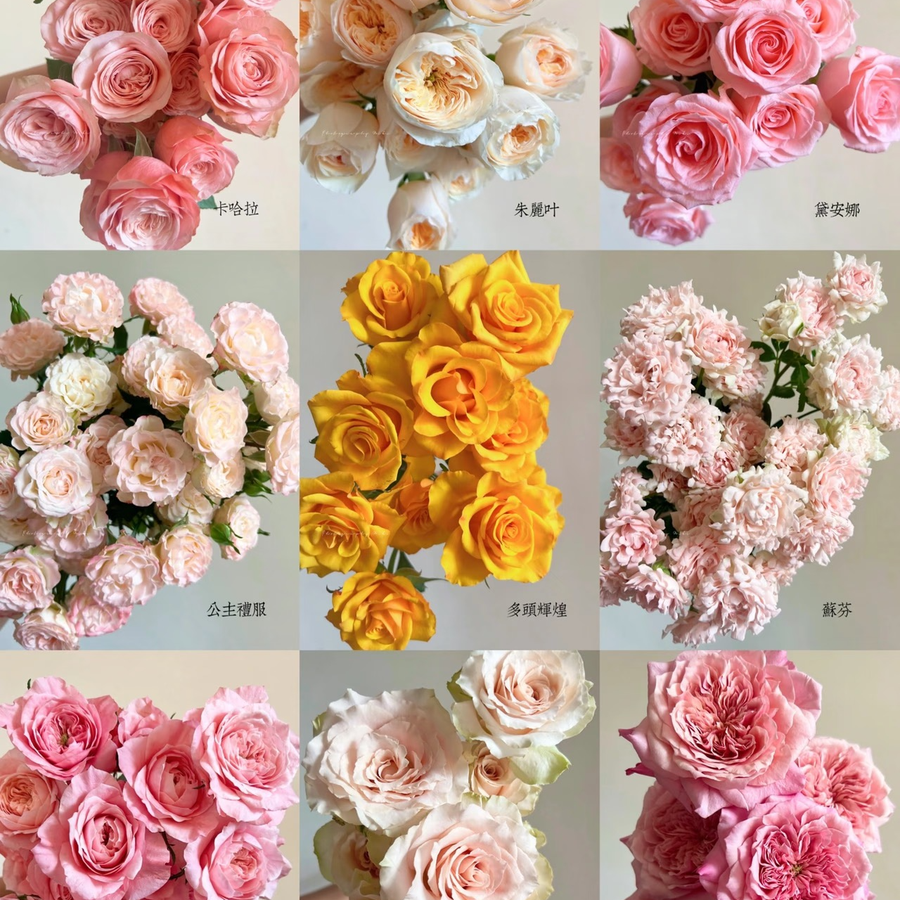 【一单不售后|单头玫瑰】稀缺小众 高端花材  鲜切花